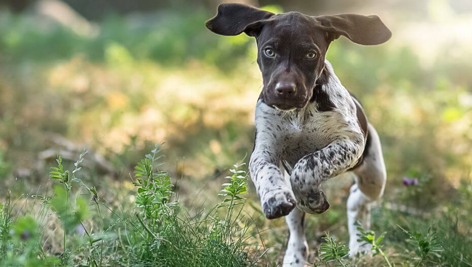 German shorthaired sales pointer breed